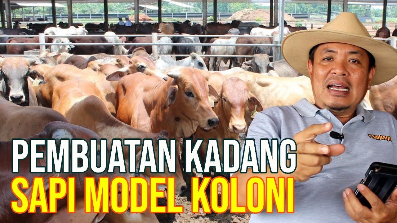 Pembuatan Kandang Sapi Koloni Yang Ideal.jpg